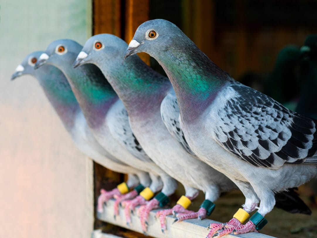 Wie können wir digital nachhaltig kommunizieren, oder müssen wir wieder mit Brieftauben arbeiten?